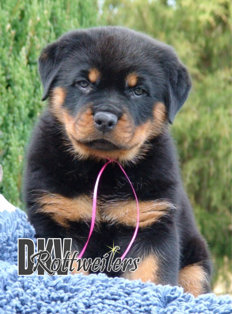 dkv-rottweilers-rottweiler-puppies-for-sale-3w-witch