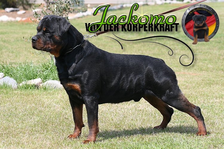 rottweiler docked tail for sale